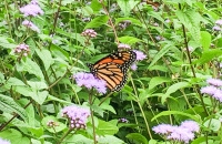 monarch butterfly perched on purple flower